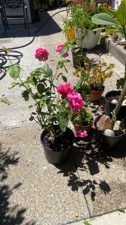 Rose bush lightly fragrant