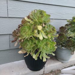 Big Aeonium Plant