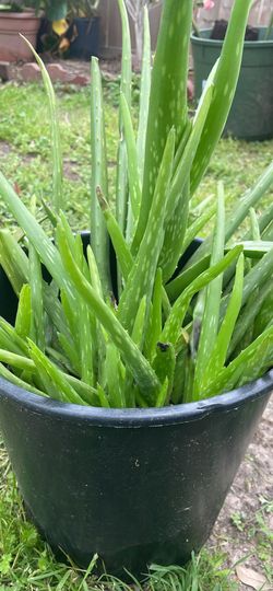 Aloe Vera Plant Pups