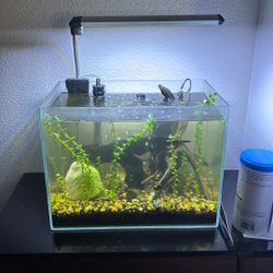 Fish Tank And All Decor Live Plants $140