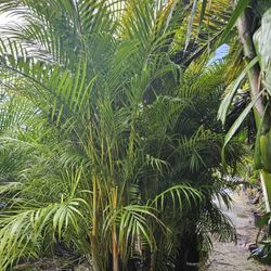 arecas only $ 45 over 7 feet tall Instant probabilidad Hedge