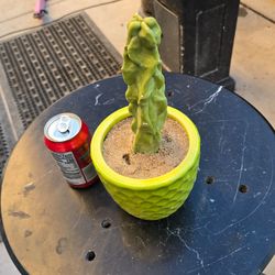 Totem Pole Cactus  /  potted & rooted