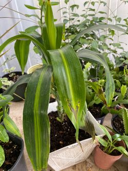 Plantas