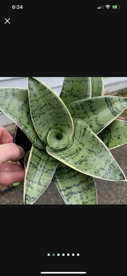 Birdsnest Snake Plant Sansiveria Low Light 