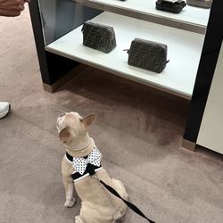 Dog Harness 