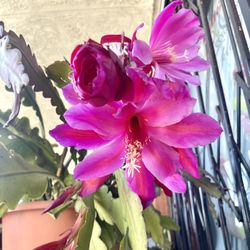 Epiphyllum Orchid