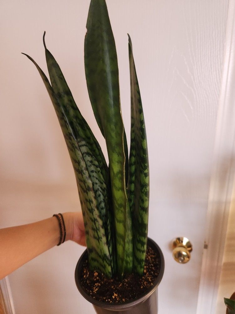 Snake Plant Houseplant