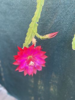 Blooming Epiphyllum Orchid Cactus Plant, Is Large Flower In 1 Gallón Pot Pick Up Only