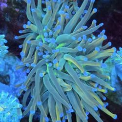 Ripunzel Torch Reef Tank Decoration 