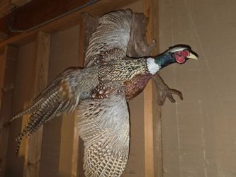 taxidermy wall mount of a male ring-necked pheasant