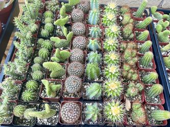 2 inch Cactus plants
