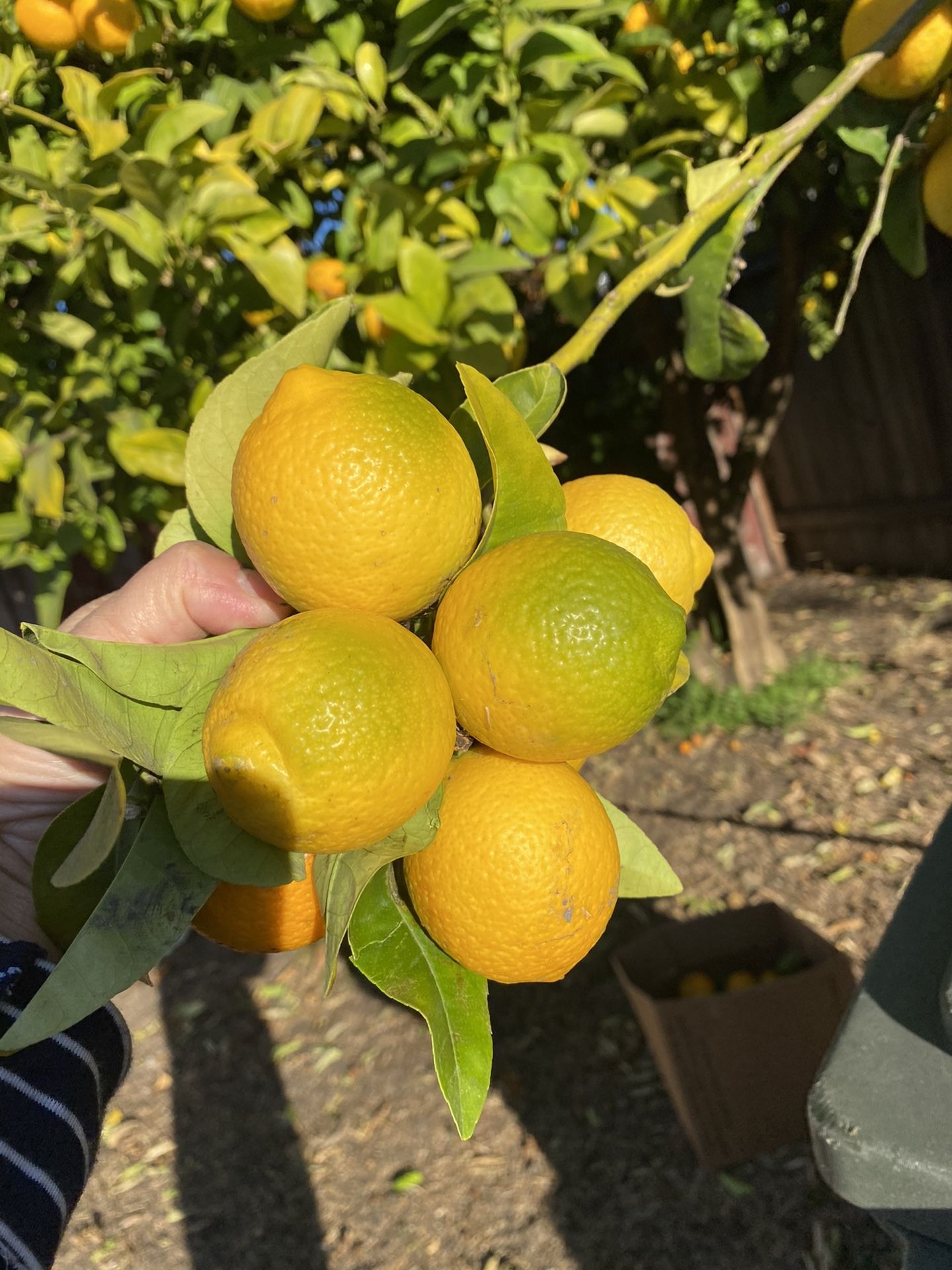 Lemons Fresh 8 For $1