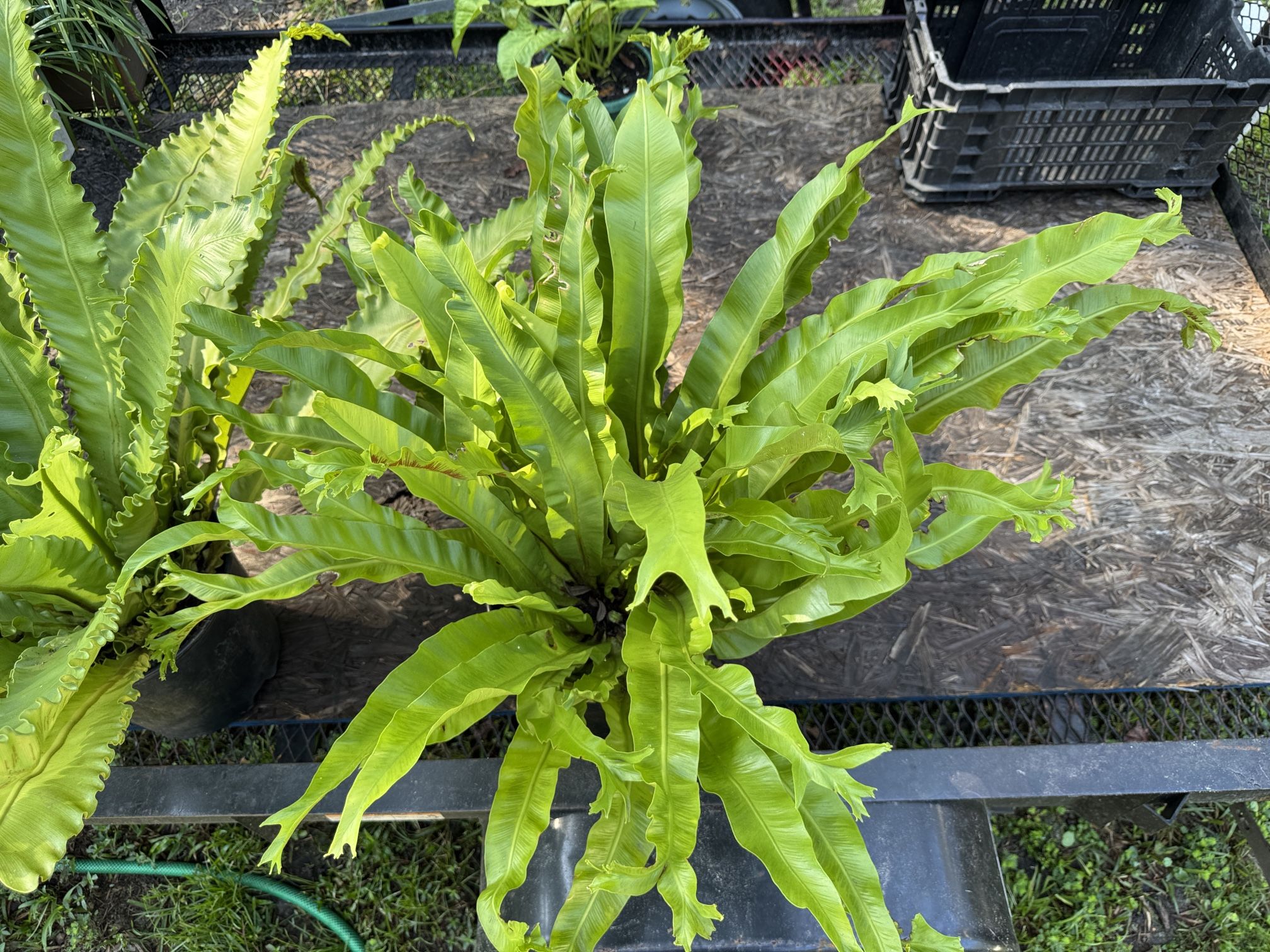 Victoria Japanese Birdsnest Fern Plant