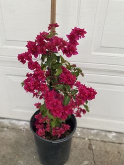 Bougainvillea , Camellina, Veranera Curazao Double Flowers Climbing Plant, In 5 Gallons Pot Pick Up Only