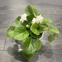 White Blooming African Violet Rare Gorgeous 