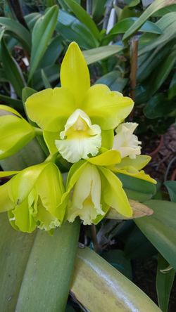 Orchid