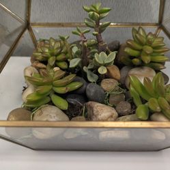 Terraniums With Live Succulents Gold Trim Glass