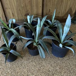 Plants For Sale