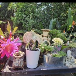 SATURDAY AND SUNDAY  PLANT SALE IN SAN LORENZO