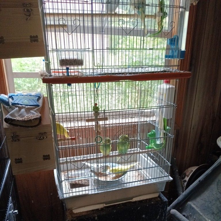 Bird Cage