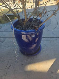 Standing pots