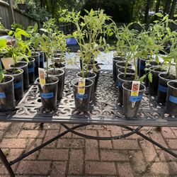 🌱🍅Tomato Plants 🌽🌶️