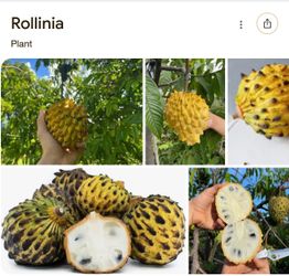 Rollinia atemoya trees