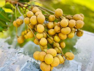 LT4 Jumbo Variety Longan Fruit Tree - flowering