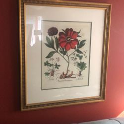 Botanical Print. Nice Gold Frame. 