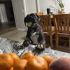 Leon(West Phoenix)
