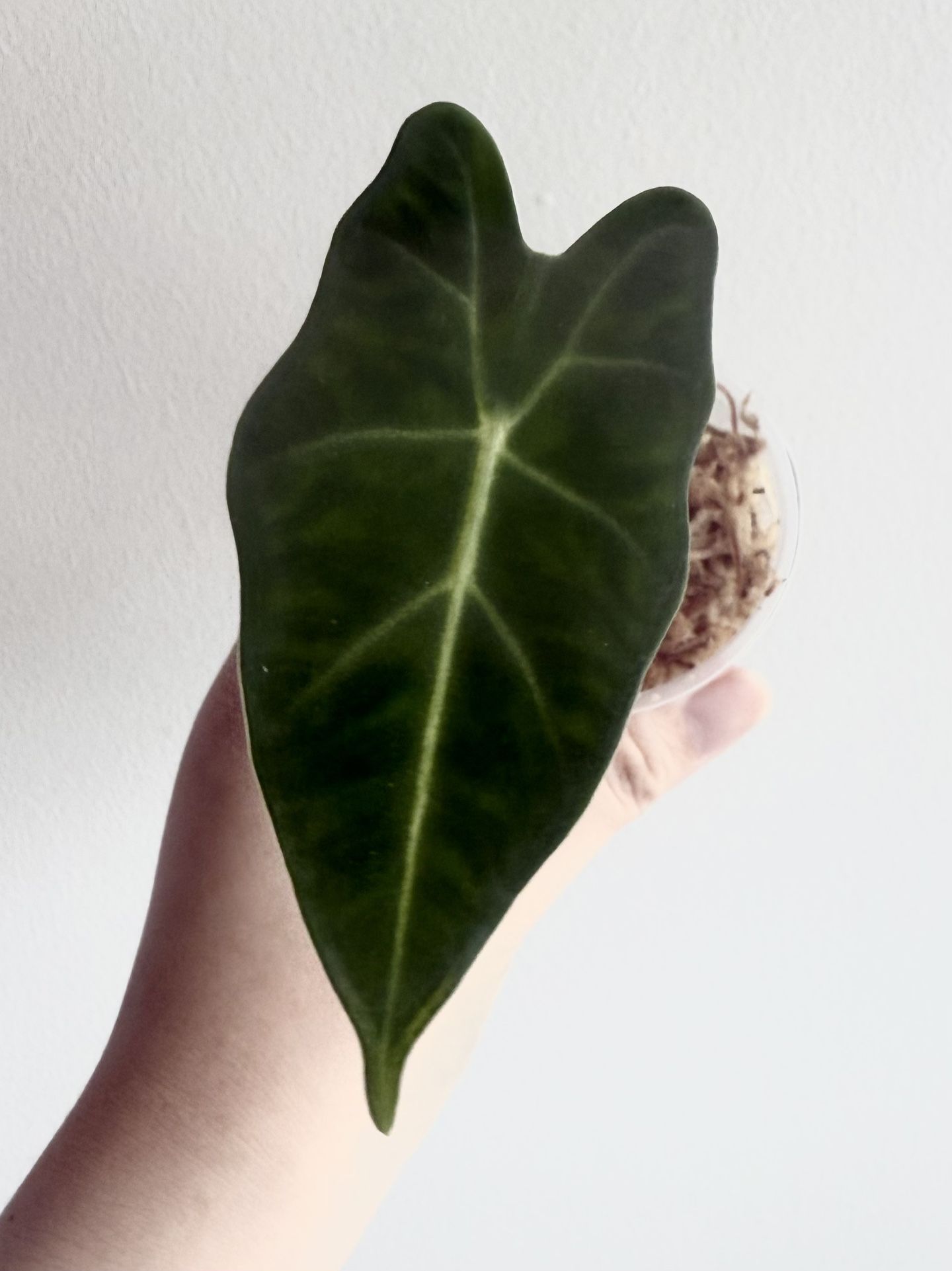 Alocasia Frydek