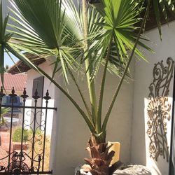 Potted Mexican Palm, Fully Grown Healthy, Ready To Plant