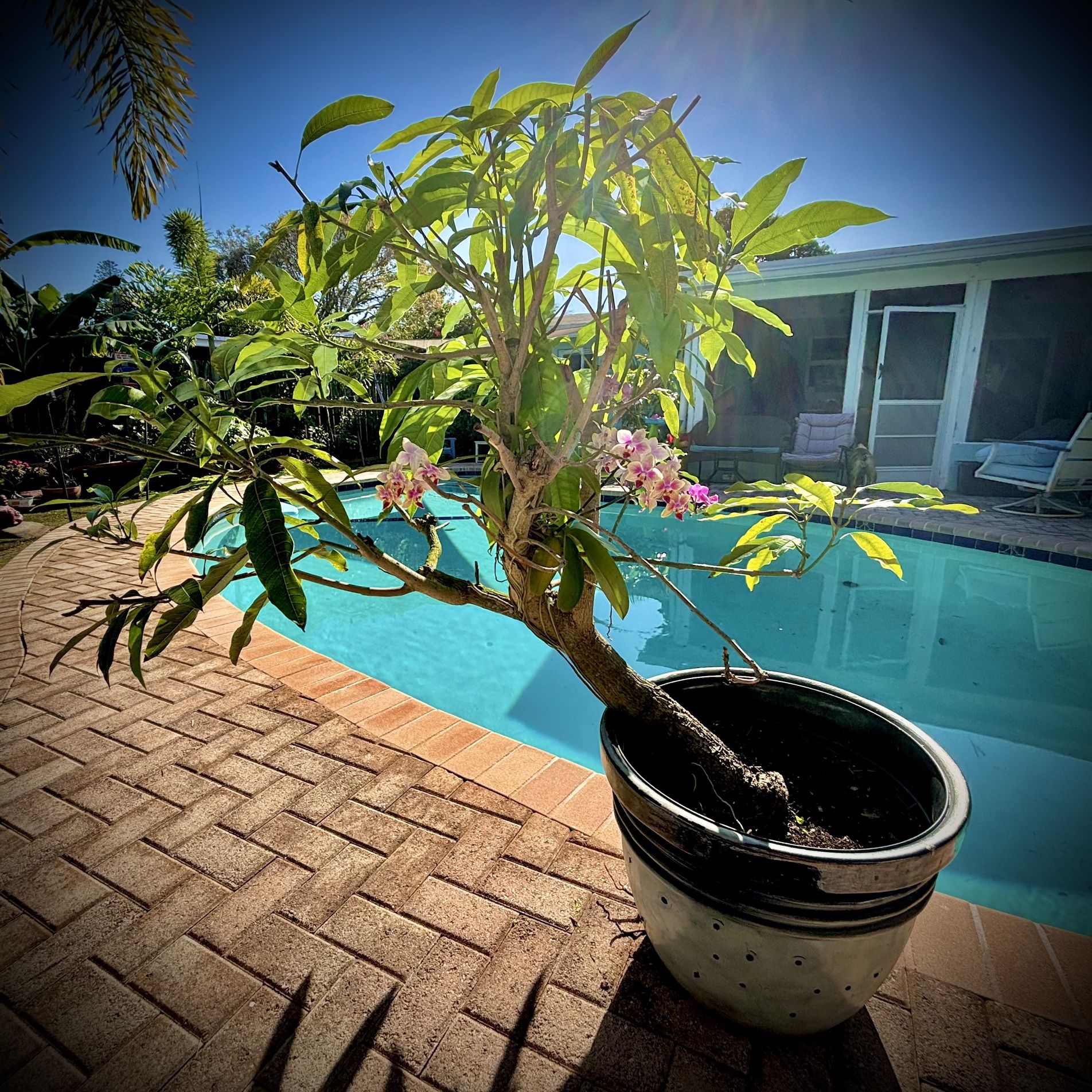 Chaunsa Mango 🥭 Pre Bonsai Tree ( Large )