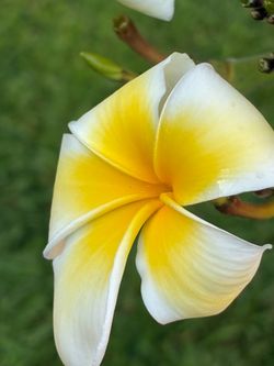 Beautiful Shaped Plumeria with Blooms