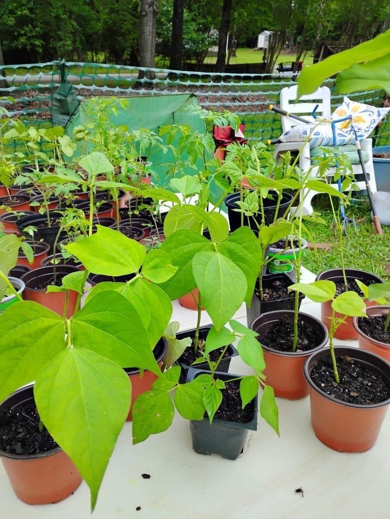  Vegetable Plants Homegrown 
