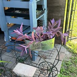 Purple Flowers In Metal Container Garden Real Plant 