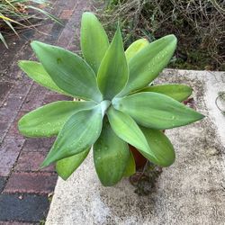 Agave attenuatta.  Fox-tailed Agave