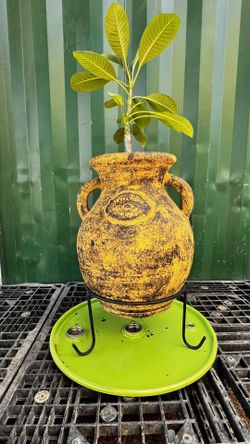 Yellow clay pot - Tierra Firme (Firm Ground)