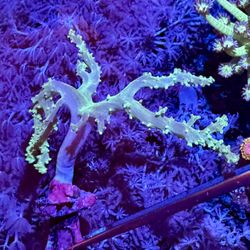 Neon Green Sinularia Fake Coral Decor 