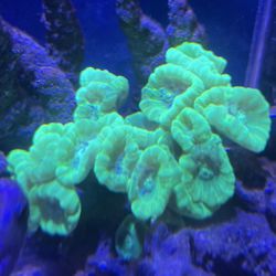 Coral decoration kryptonite candy cane