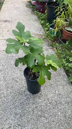 Chicago hardy fig tree