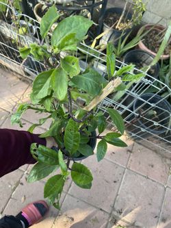 Insulina Planta Natural 