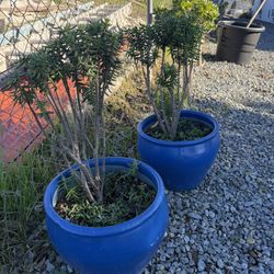 Matching Mini Pine Tree Succulents Crassulla Techragonna 