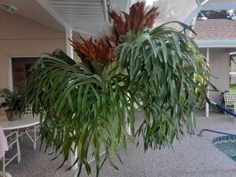 Beautiful Staghorn Fern