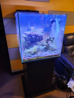 Aquarium and stand ....NOT SELLING  LIVE FISH