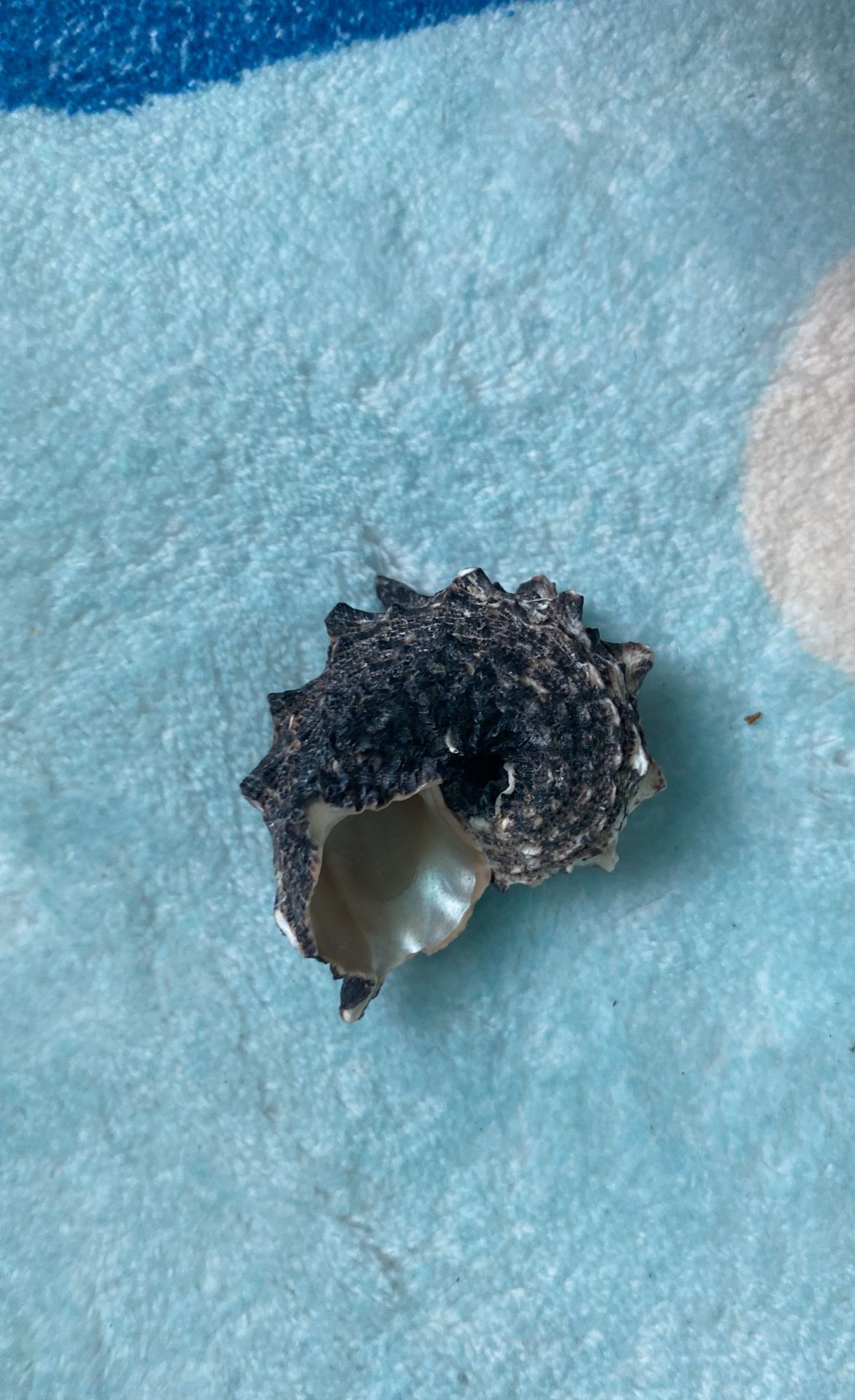 Shell