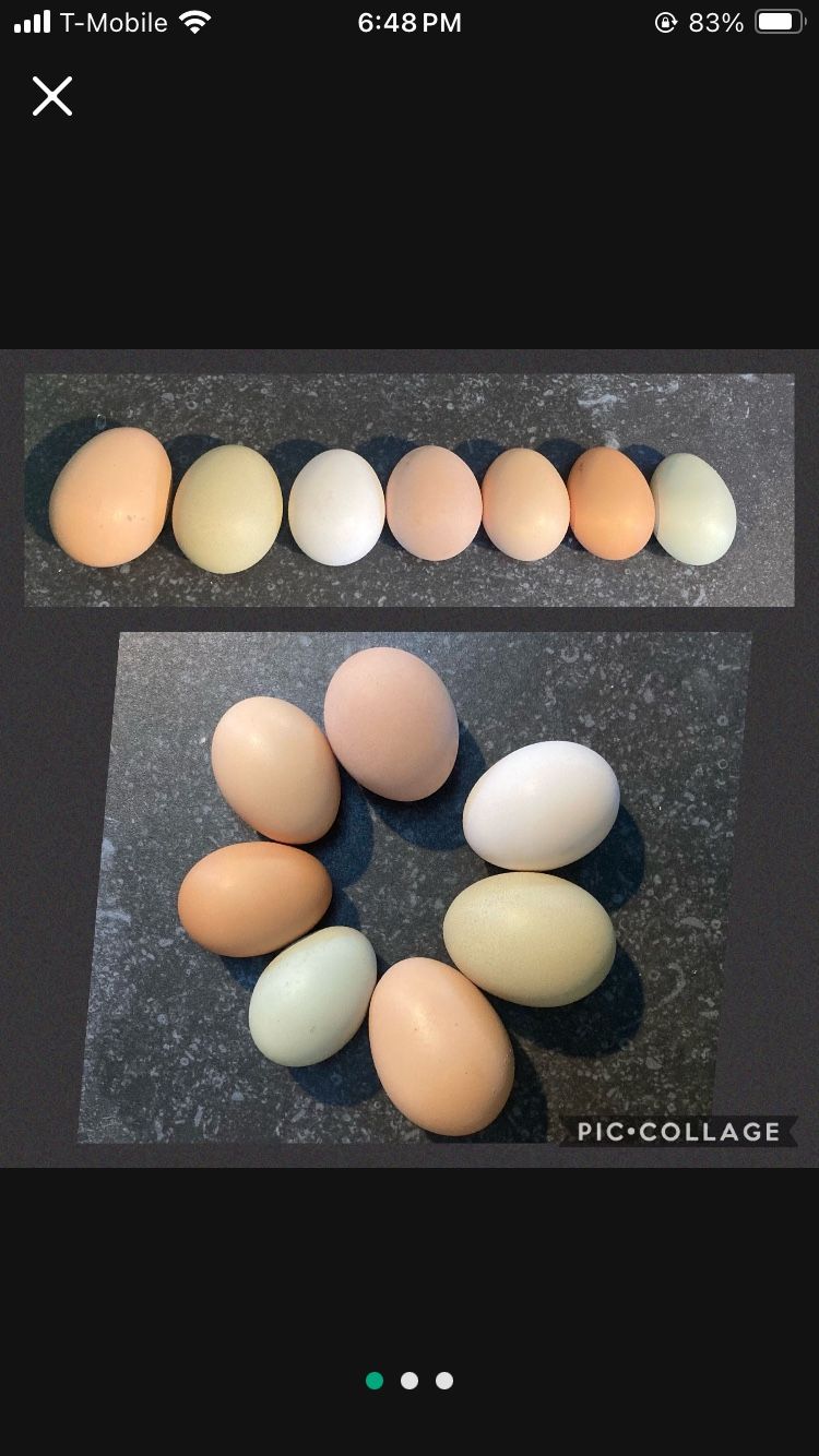 Hatching Eggs