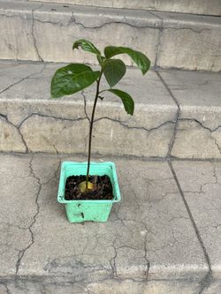 Avocado Tree $10