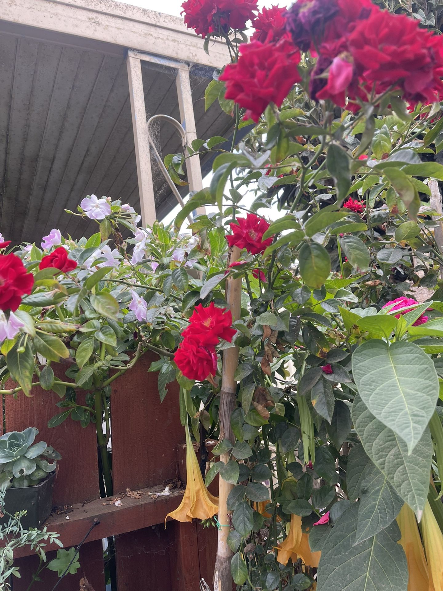 Full Grown Rose Tree For Sale