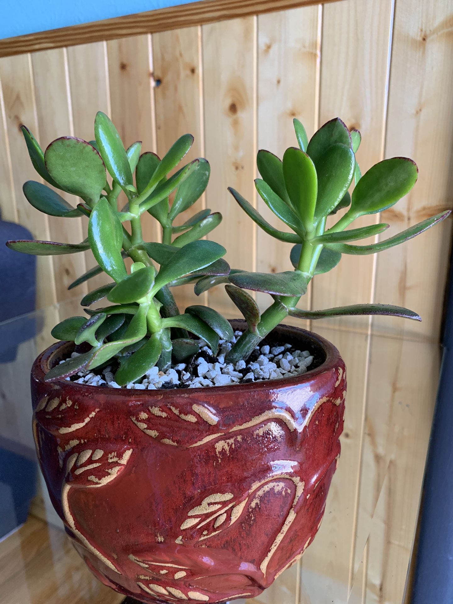 Beautiful Succulent Jade Lucky Tree in a cool ceramic pot